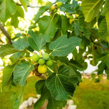 Casa Da Quintinha - With A Pool Sesimbra